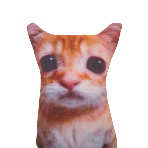 Bernic the cat